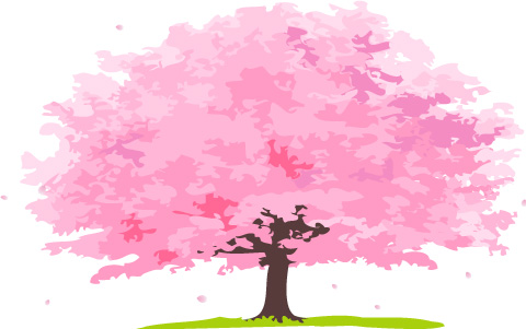 桜の木です。